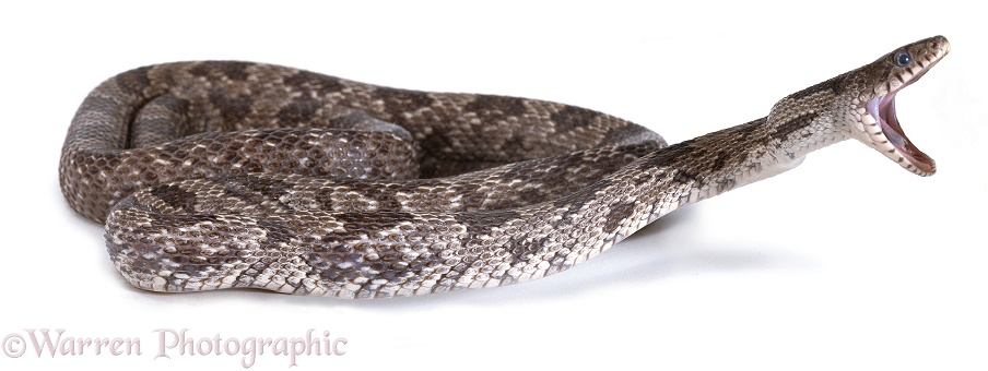 Rat Snake (Elaphe obsoleta), striking, white background
