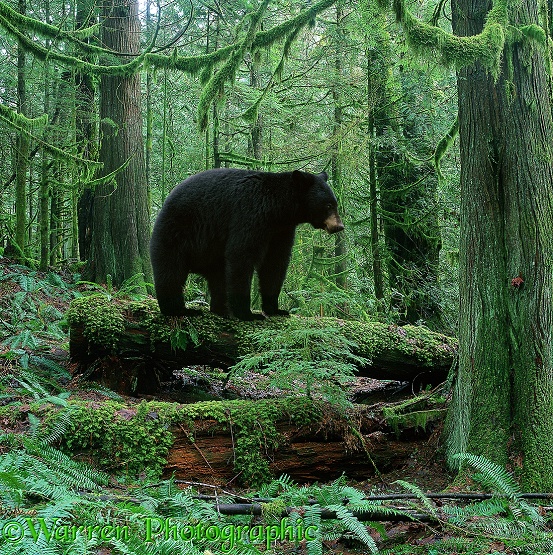 Black Bear (Ursus americanus) in temperate rainforest