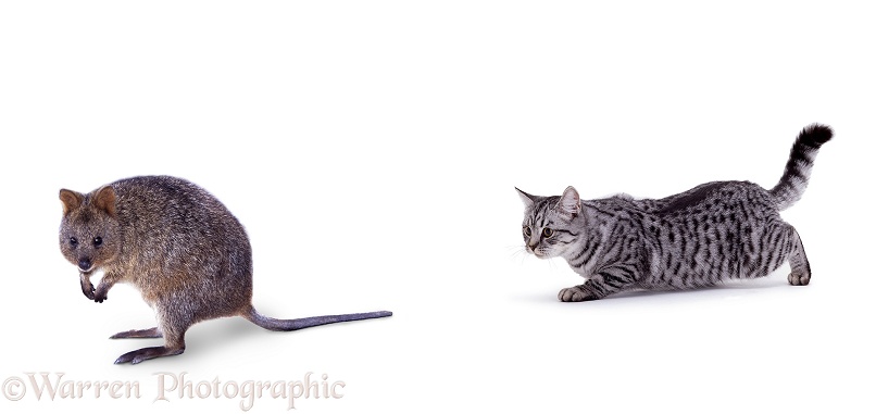 Slinky silver cat approaching Quokka, white background