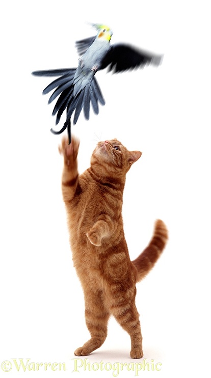 A Cockatiel narrowly escapes the paws of a ginger cat, white background