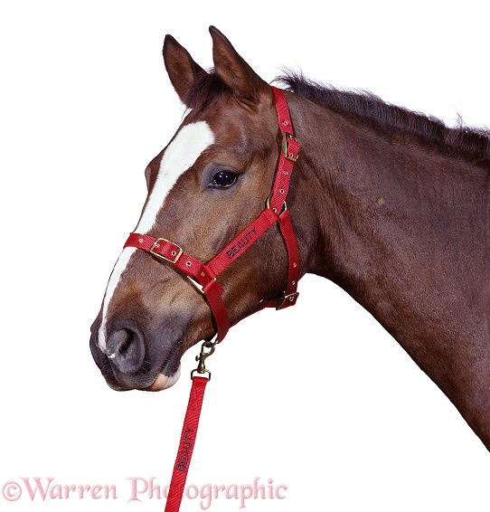 Portrait of chestnut horse Beauty wearing a harness, white background