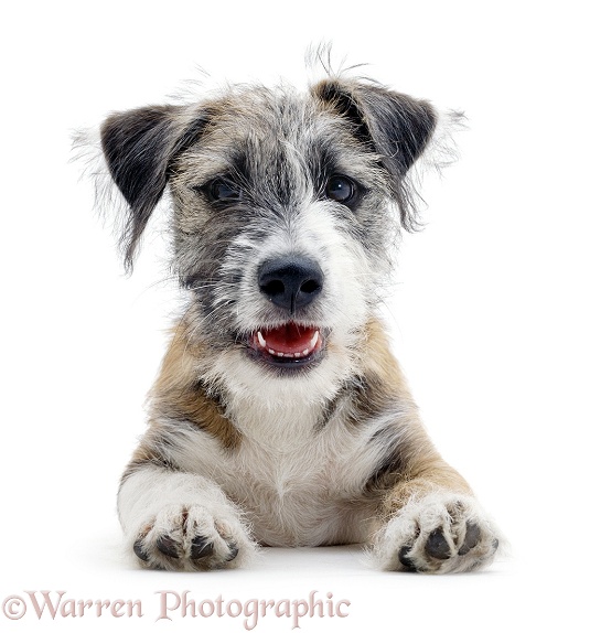 Young Jack Russell Terrier cross pup, Jorge, white background