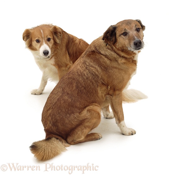 Elderly over weight Border Collies, Rory and Sandy, white background