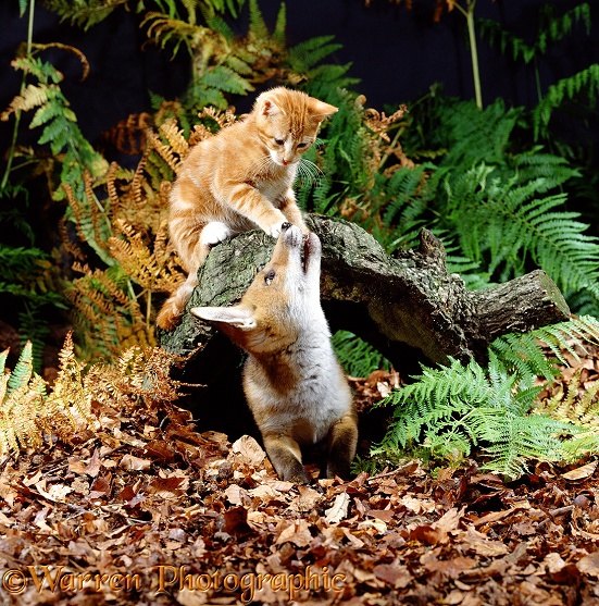 A young fox and cat play together
