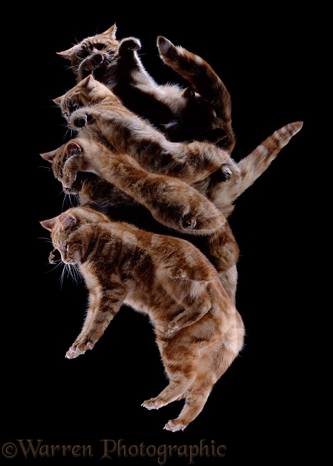 Falling ginger cat rights itself and lands on its feet. Multi-image strobe shot