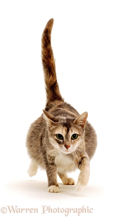 Pregnant cat, white background