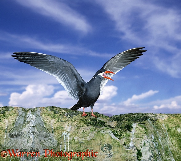 Inca Tern (Larosterna inca) spreading wings and calling