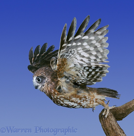 Boobook Owl (Ninox novaeseelandiae) taking off