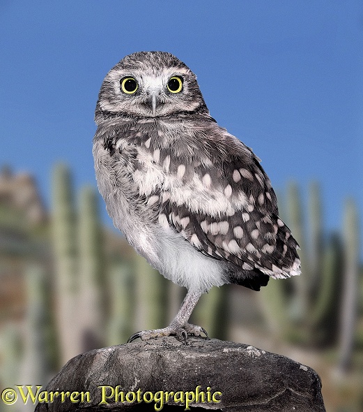 Burrowing Owl (Athene cunicularia) juvenile.  Americas