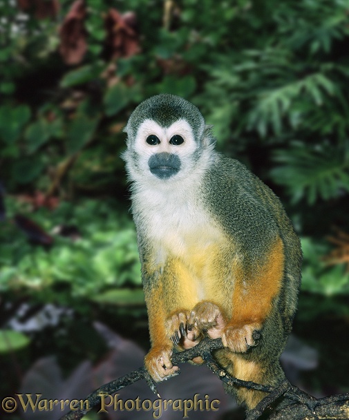 Squirrel Monkey (Saimiri sciureus).  South America