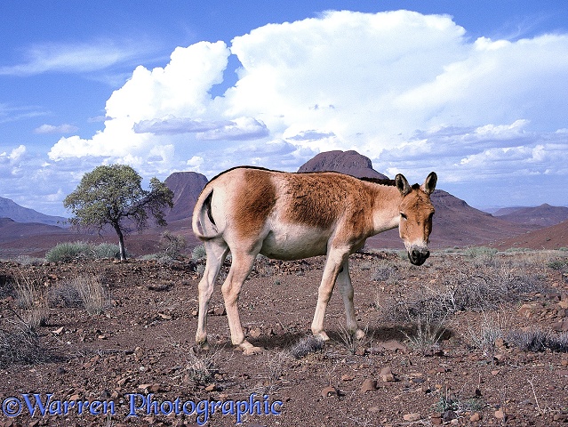 Wild Ass (Equus hemionus)