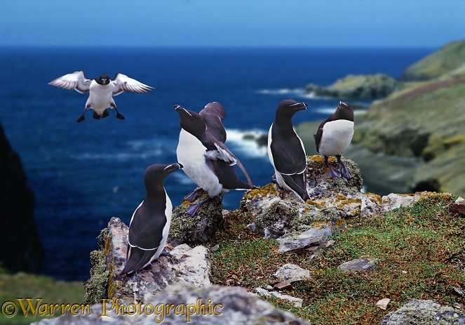 Razorbills (Alca torda) resting on rocky ledge.  North Atlantic