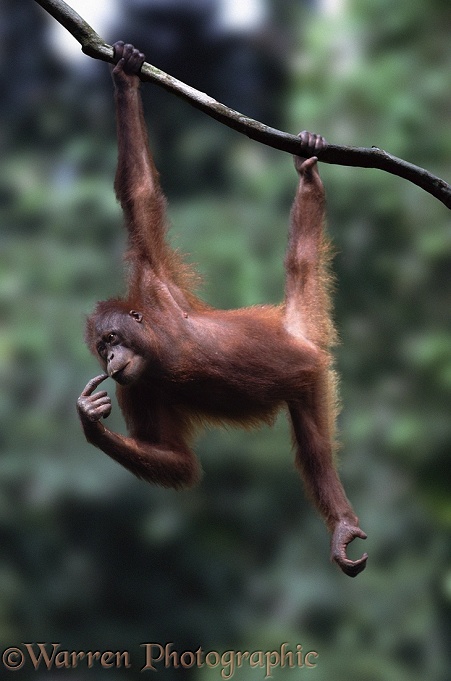 Orang Utan (Pongo pygmaeus) juvenile.  Borneo and Sumatra