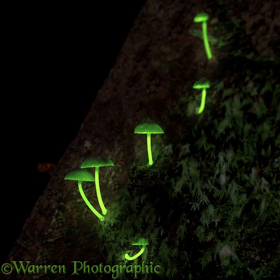 Luminous Fungi (Filoboletus manipularis) at night.  Borneo