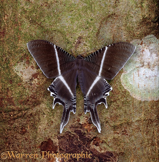 Clear-winged Moth (Lyssa species).  Indonesia & Malaysia