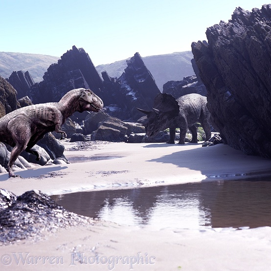 Triceratops in Beach scene 3D R
