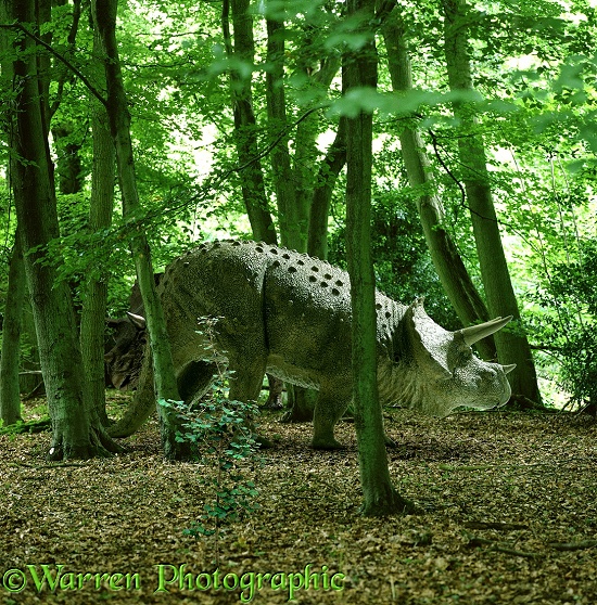 Triceratops in Beech wood 3D R