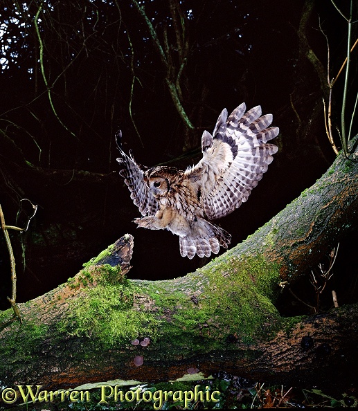 Tawny Owl (Strix aluco) alighting on fallen Ash
