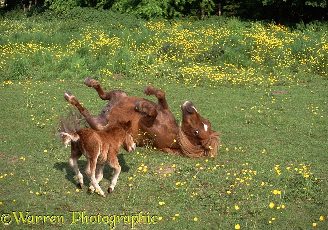 Shetland Pony and Foal playing