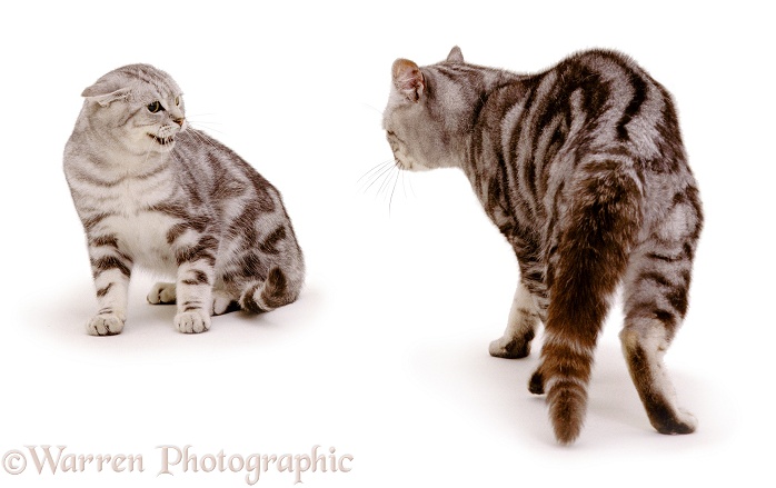 Aggressive male silver Tabby cat, Peregrine, menacing his 6-month-old son, Butterfly, white background
