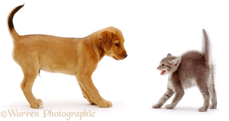 Confident, friendly puppy, Joker, 8 weeks old, goes up to blue tickled tabby kitten who goes into extreme defensive posture on seeing a dog for the first time, white background