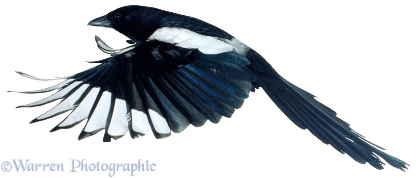 Magpie (Pica pica) in flight, white background