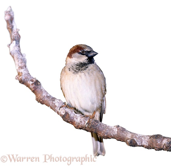House Sparrow (Passer domesticus), perched, white background