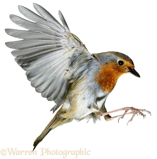 Robin (Erithacus rubecula) about to land, white background