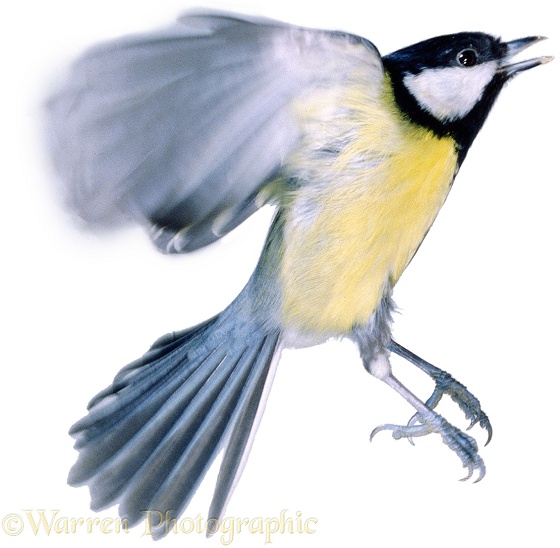 Great Tit (Parus major) Taking off, white background