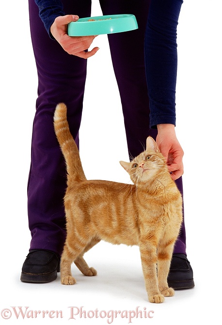'Affectionate' ginger female cat, Lucky, rubbing round her owner's legs and responding to being stroked, white background