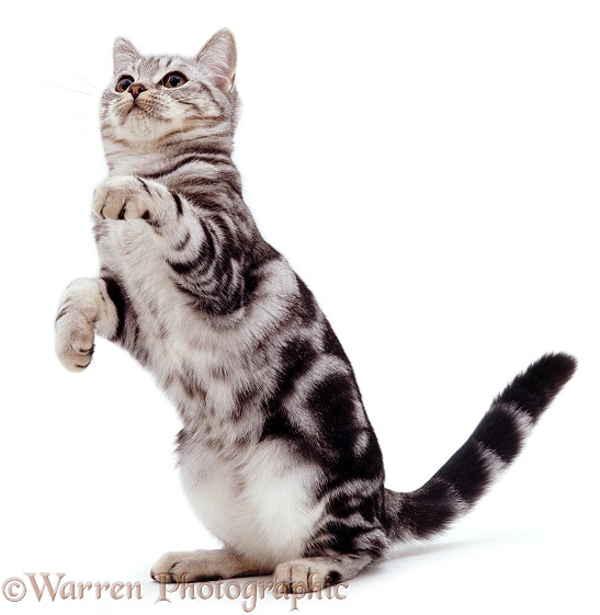 Silver tabby cat, Fleur, standing up on haunches, white background
