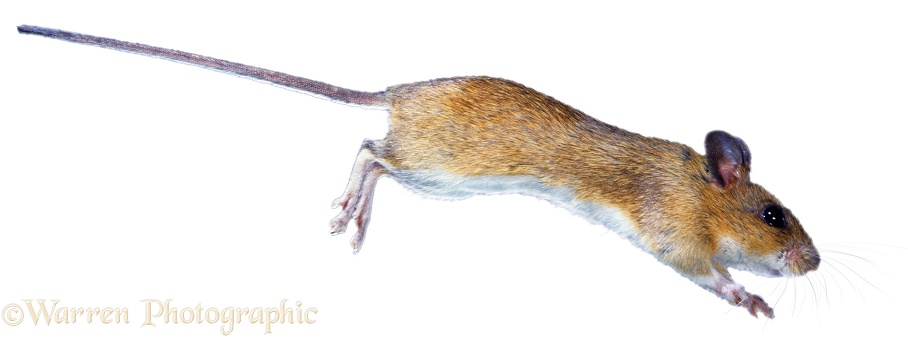 Yellow-necked Mouse (Apodemus flavicollis), white background