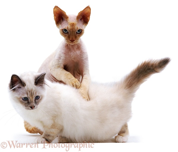 Red-point Devon Si-Rex, Archie, 10 months old, Playing with Blue Tortie Tabby-point Birman kitten, Phoebe, 4 months old, white background