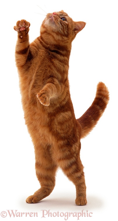Red tabby female cat Glenda, reaching up in a playful manner, white background
