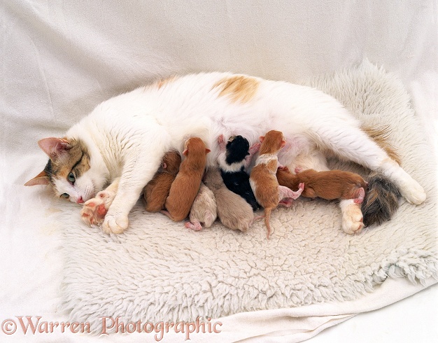 Mother cat kneading while kittens suckle and knead her