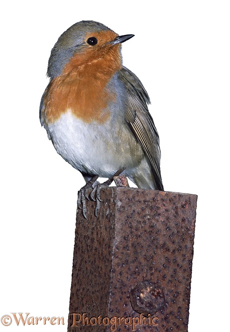 European Robin (Erithacus rubecula), white background
