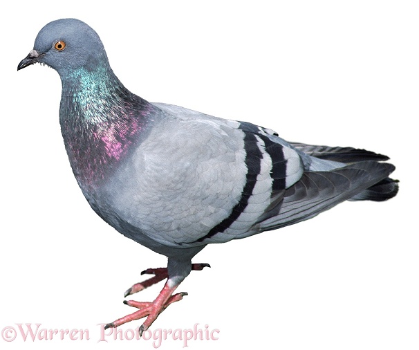 Street Pigeon (Columba livia), white background