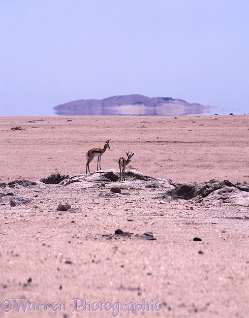 Springbok (Antidorcas marsupialis) in a desert scene with midday heat.  Southern Africa