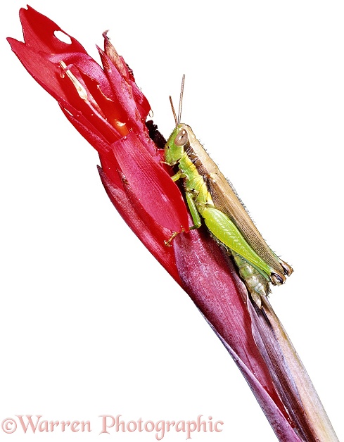 Grasshopper on a red flower.  Australia, white background