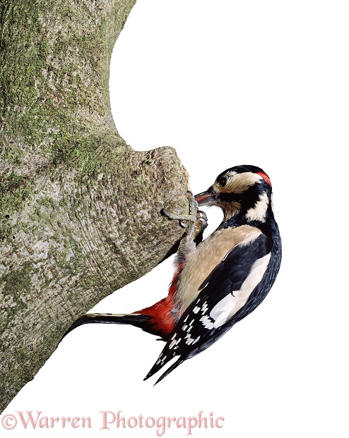 Great Spotted Woodpecker (Dendrocopos major) male, inspecting a tree hole.  Europe, white background