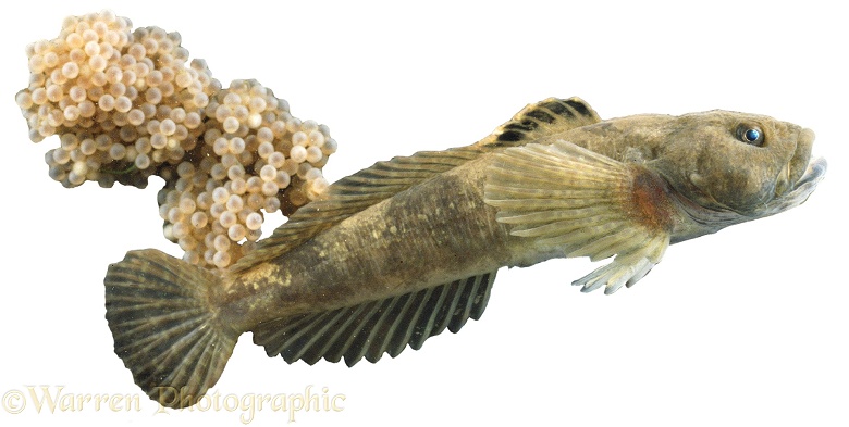 Miller's Thumb (Cottus gobio) with it's eggs.  Europe, white background