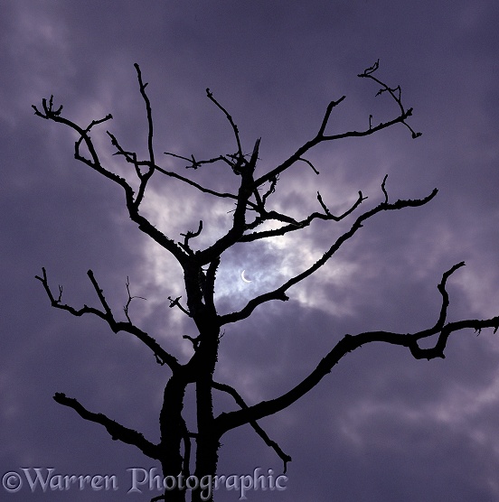 Partial eclipse of the sun, framed by the branches of a dead oak tree
