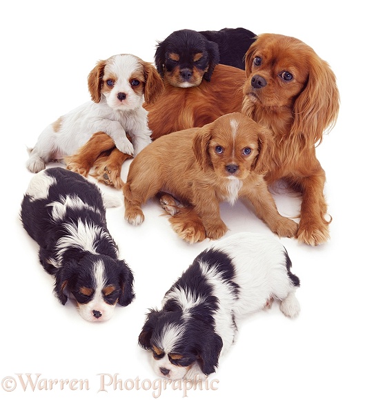 Ruby Cavalier King Charles Spaniel mother with mixed pups, some sleeping, white background