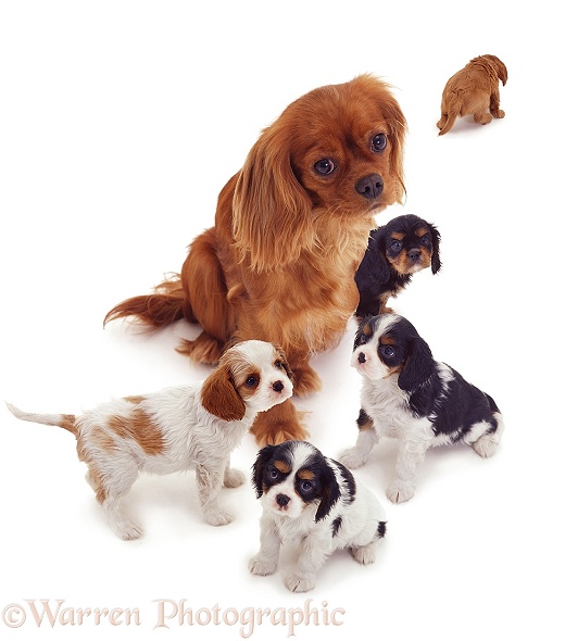 Cavalier King Charles Spaniel mother and pups, white background