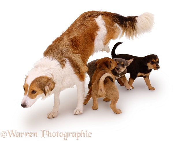 Border Collie, Floss, leaping over her pups (Lakeland Terrier cross) at weaning. Pups 7 weeks old, white background