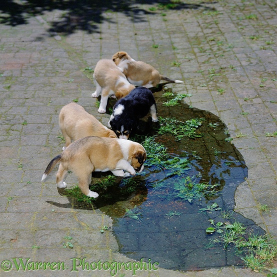 Border Collie pup Jack finds a puddle, with Lady, Allie, Emma and Fan. 32 days old