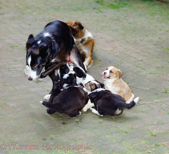 Tess, leaping away from her 5-week-old pups who detach and fall back in a heap
