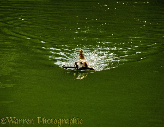 Yellow Labrador x Collie retrieving a stick thrown for him into a lake