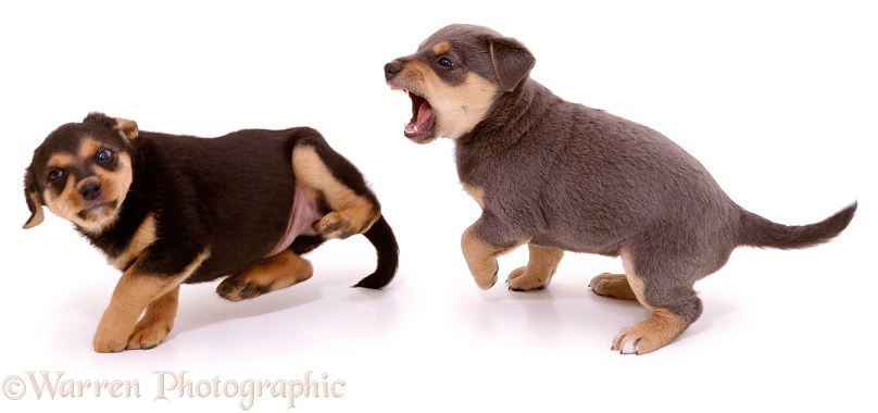 Lakeland Terrier x Border Collie pups, Gyp and Lottie, 6 weeks old, scrapping, white background