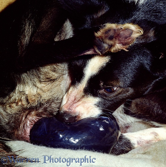 Border Collie bitch, Tess, giving birth to the last pup in the litter